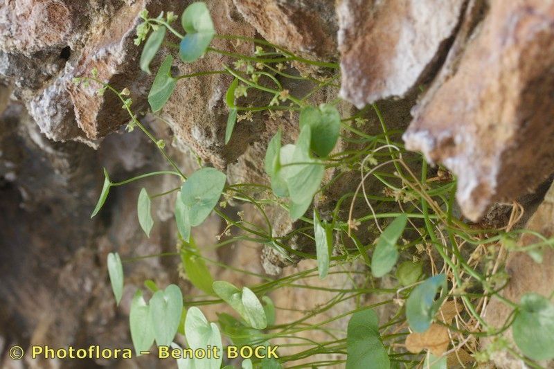 Dioscorea chouardii bark