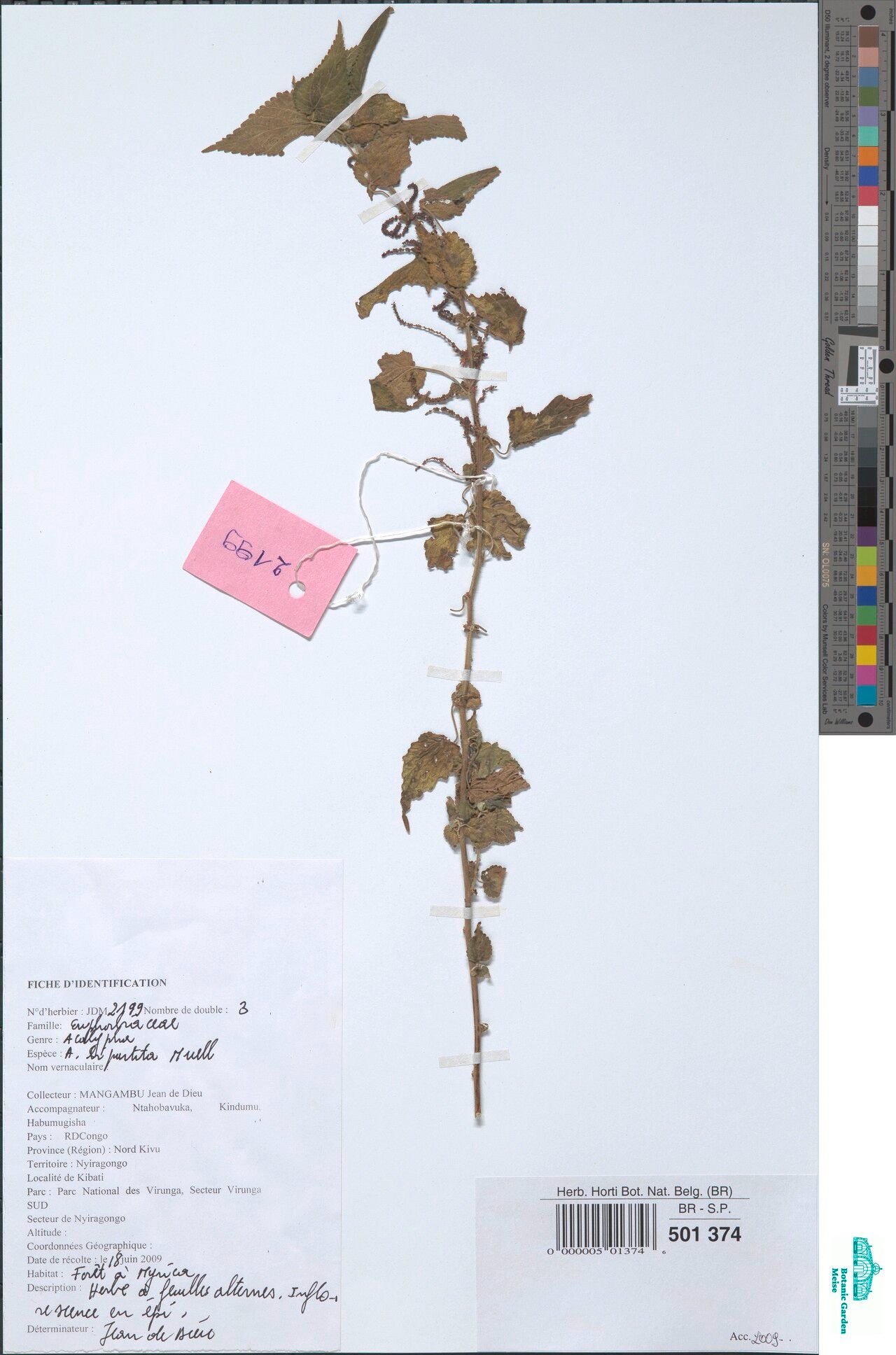 Acalypha bipartita — houseplant care guide