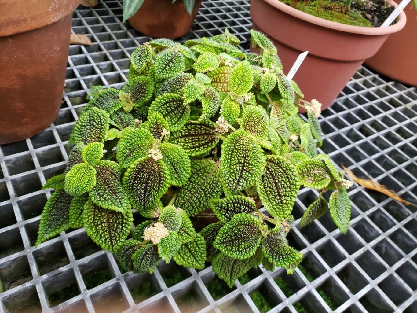 Pilea ovalis habit