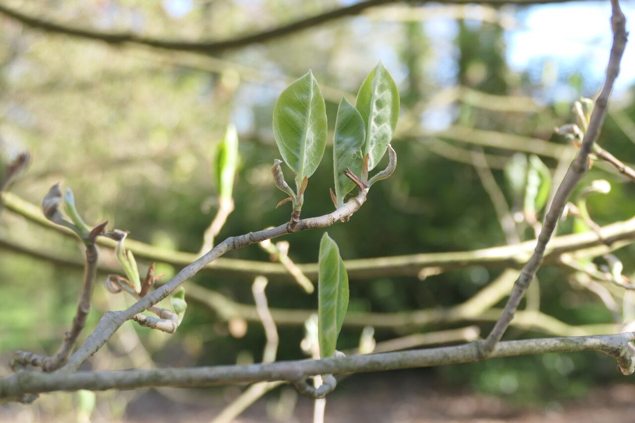 Magnolia sieboldii leaf