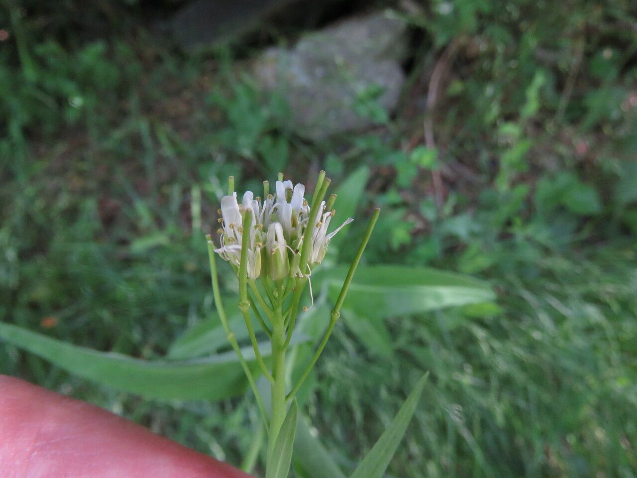 Fourraea alpina flower