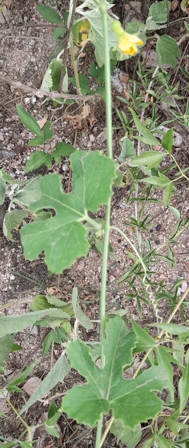 Melothria warmingii other