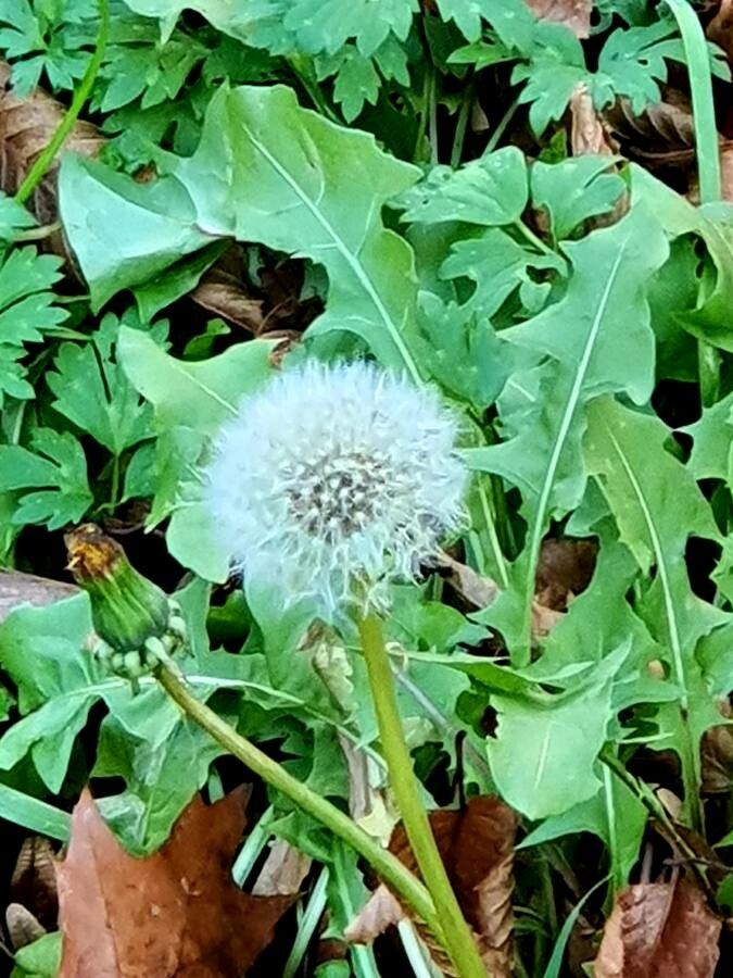 Taraxacum dissectum — search result for 'Taraxacum'