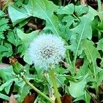 Taraxacum dissectum