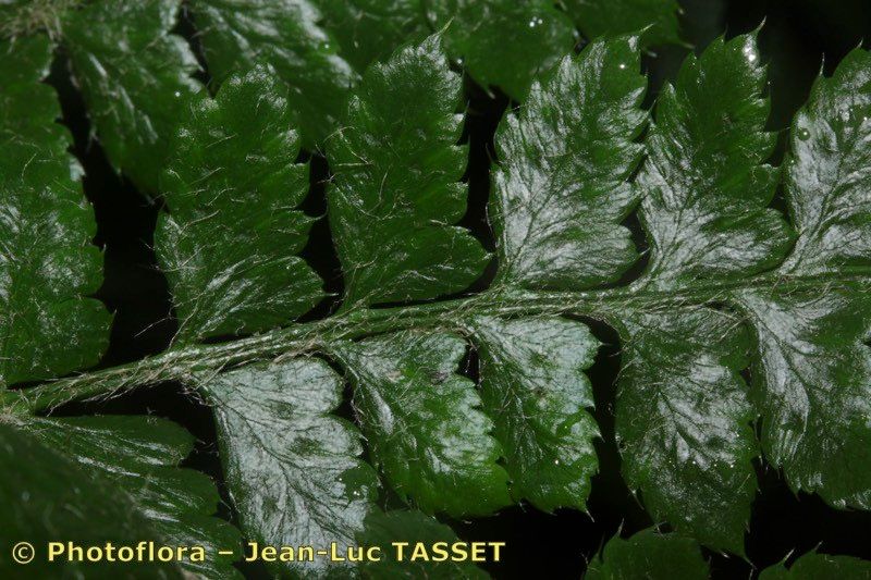 Polystichum × luerssenii leaf