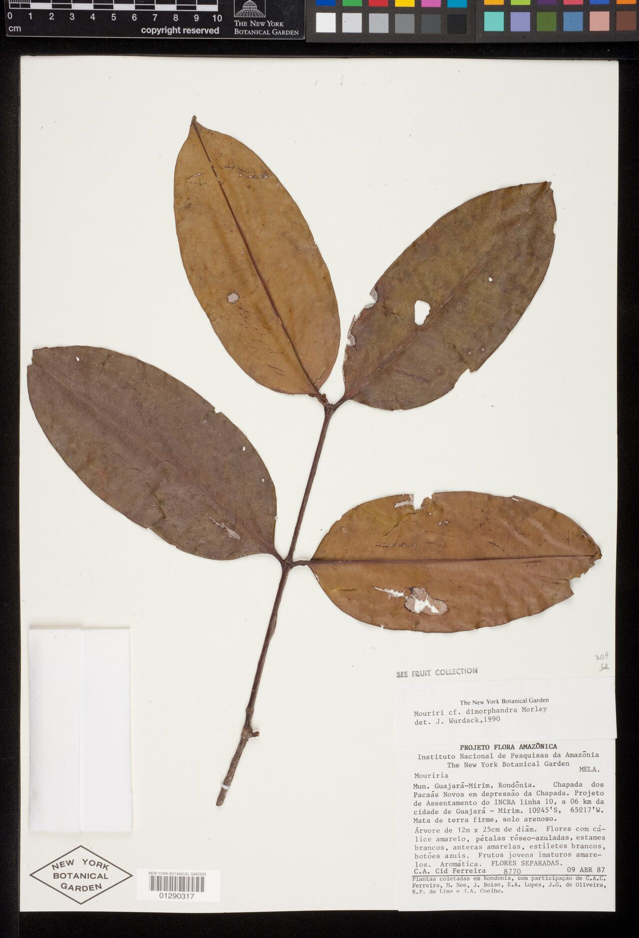 Mouriri dimorphandra — search result for 'Mouriri'