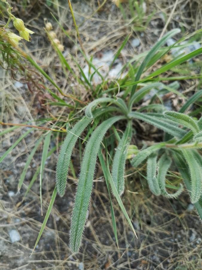 Onosma arenaria — houseplant care guide