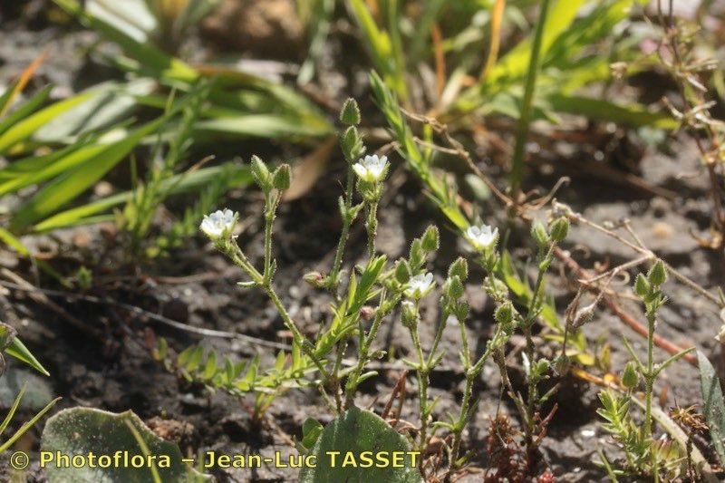 Arenaria emarginata habit