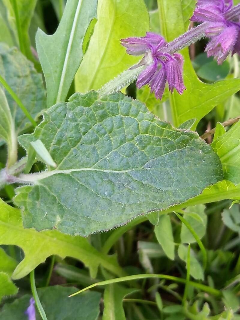 Salvia verticillata — search result for 'Salvia'