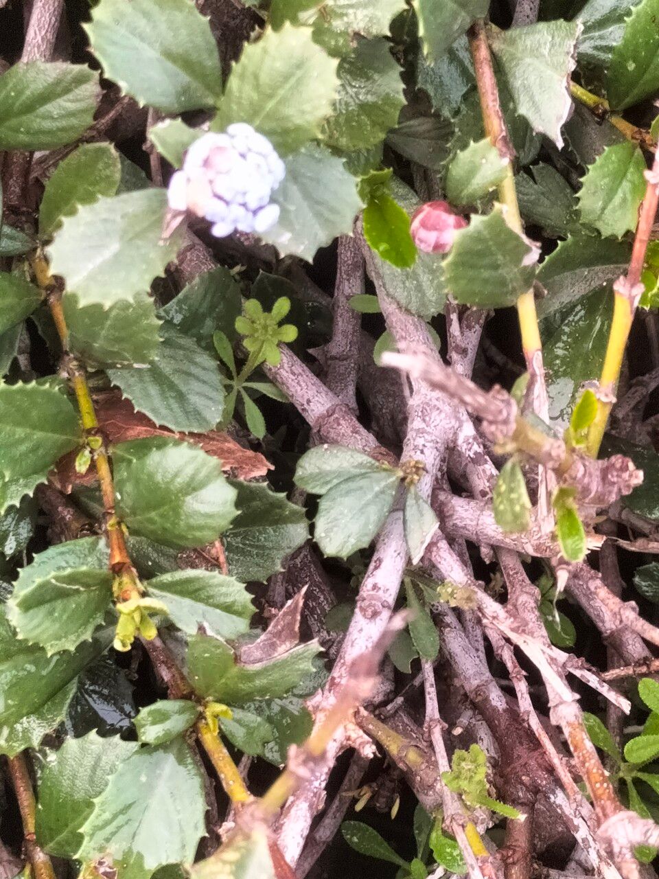 Ceanothus prostratus bark