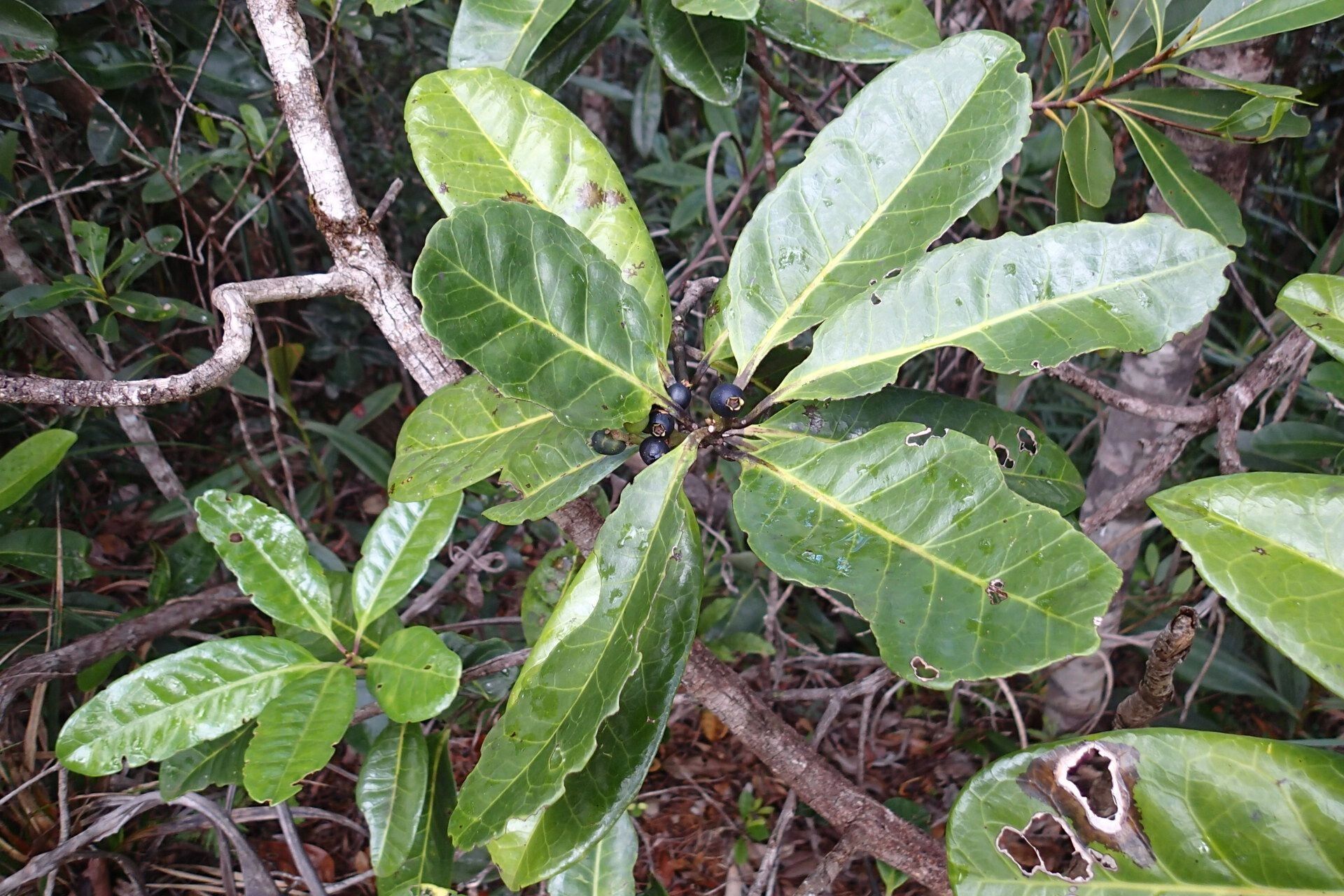 Symplocos flavescens — houseplant care guide