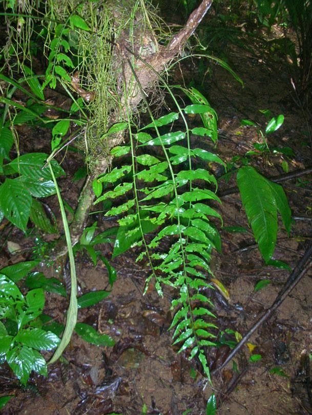 Asplenium juglandifolium — houseplant care guide