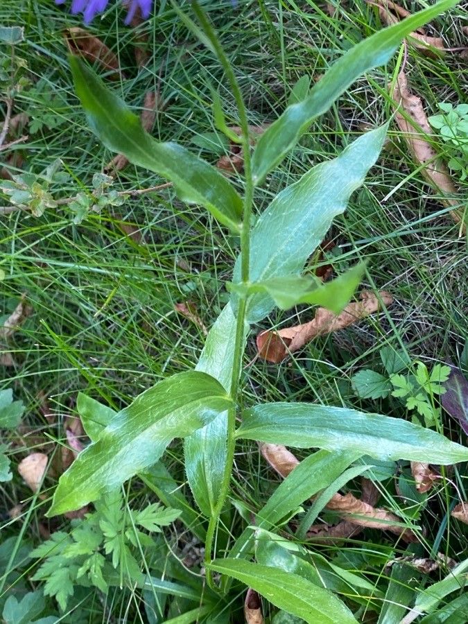 Erigeron speciosus — search result for 'Erigeron'