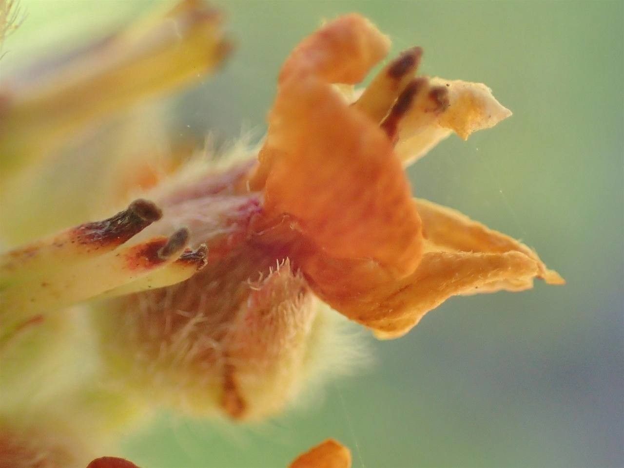 Jamesia americana flower