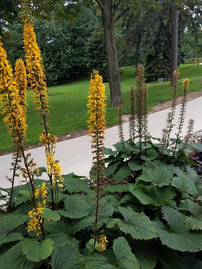 Ligularia wilsoniana flower