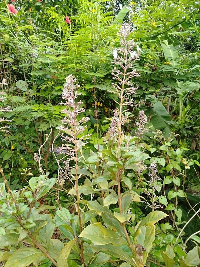 Rotheca serrata habit