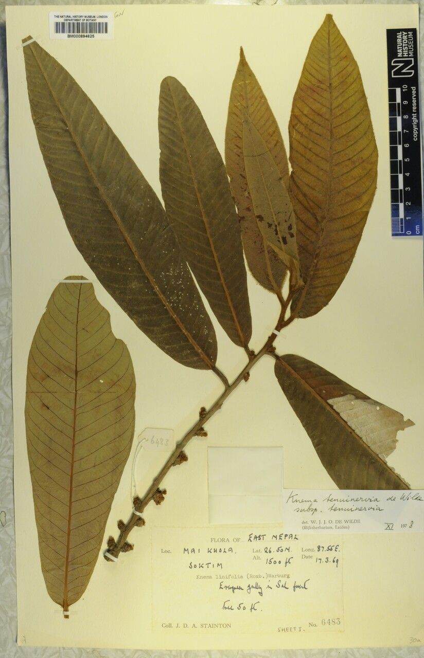 Knema tenuinervia other