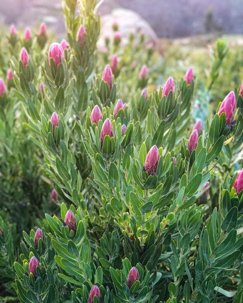 Protea coronata — search result for 'Protea'
