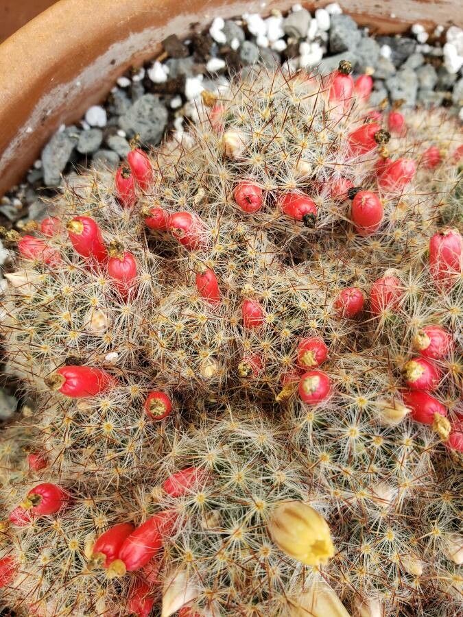 Mammillaria prolifera fruit