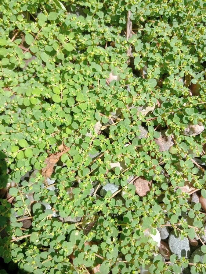 Chamaesyce serpens leaf