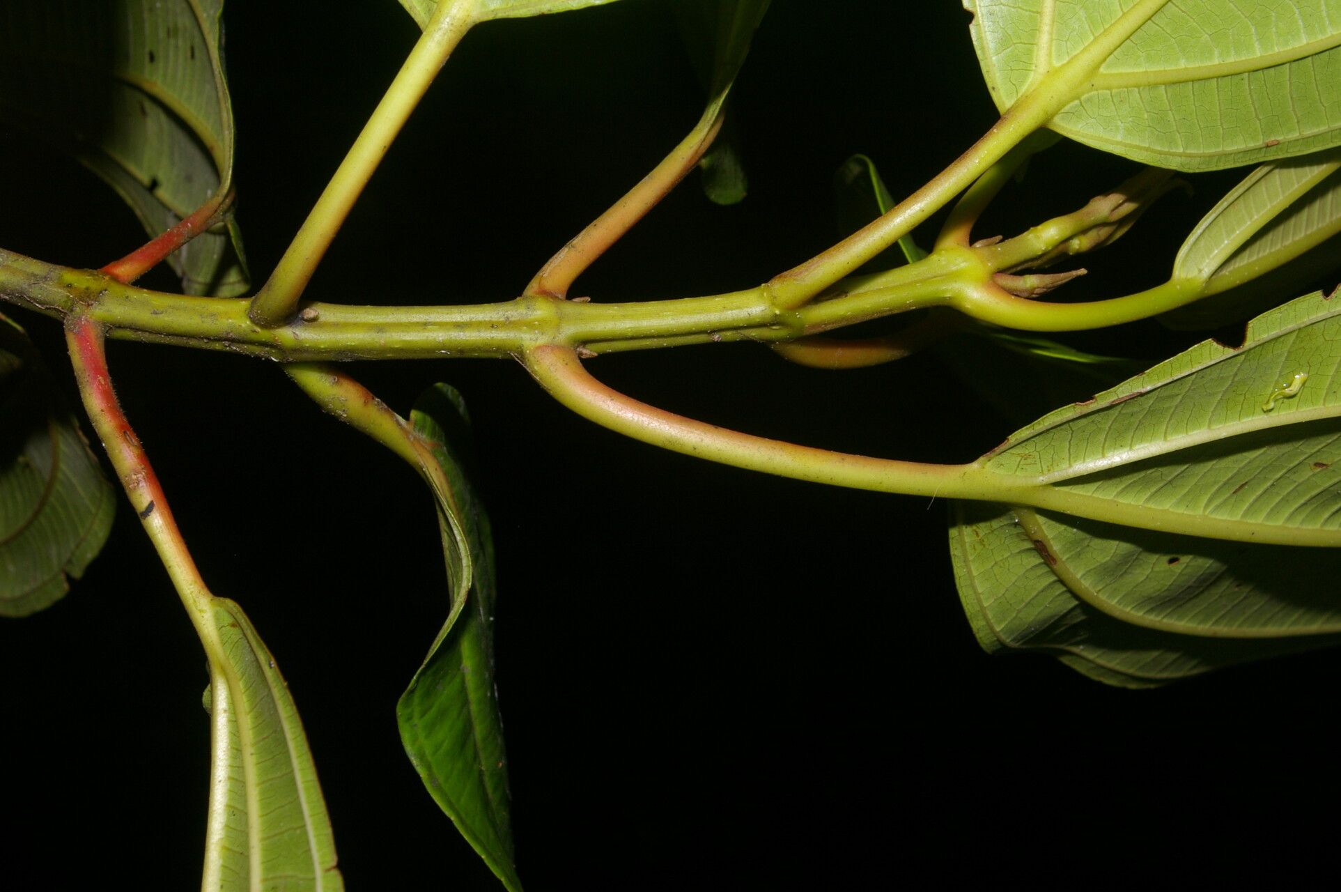 Miconia rhodopetala bark