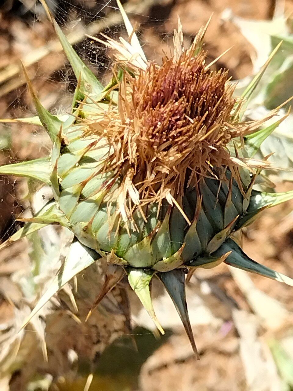 Onopordum macracanthum flower