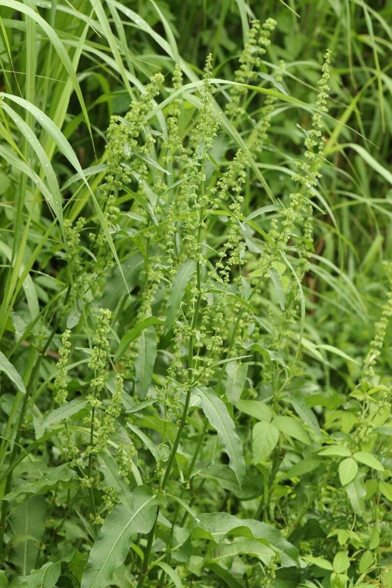 Rumex japonicus — houseplant care guide