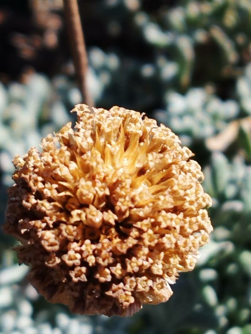 Anthemis aetnensis fruit