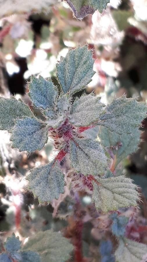 Forsskaolea tenacissima — search result for 'Urticaceae'