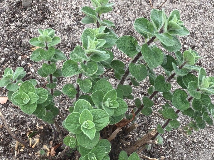 Origanum syriacum — herb houseplant