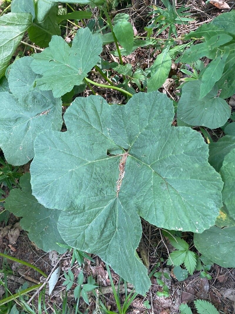 Heracleum ligusticifolium leaf
