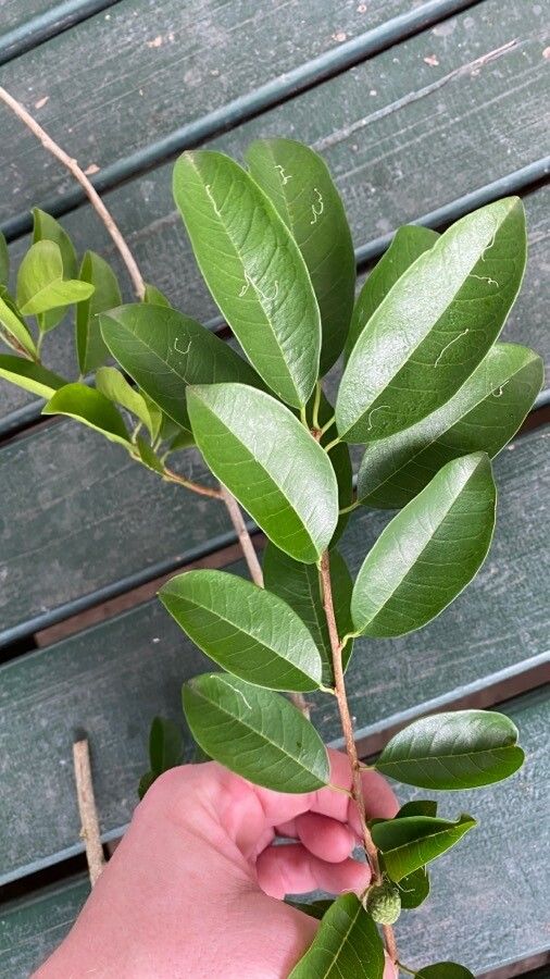 Maclura cochinchinensis