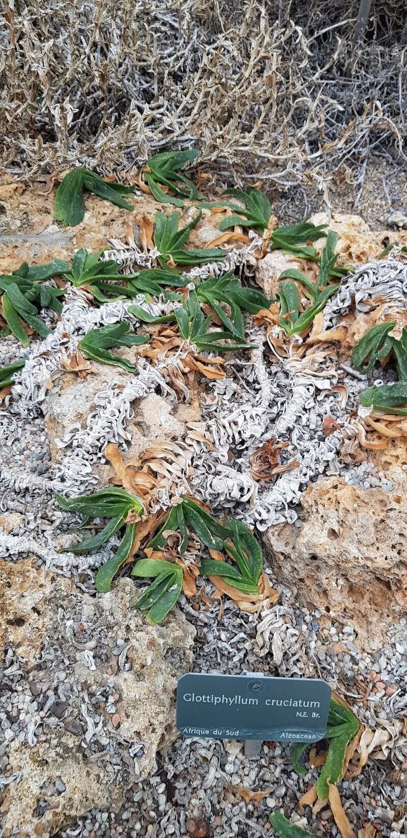 Glottiphyllum cruciatum habit