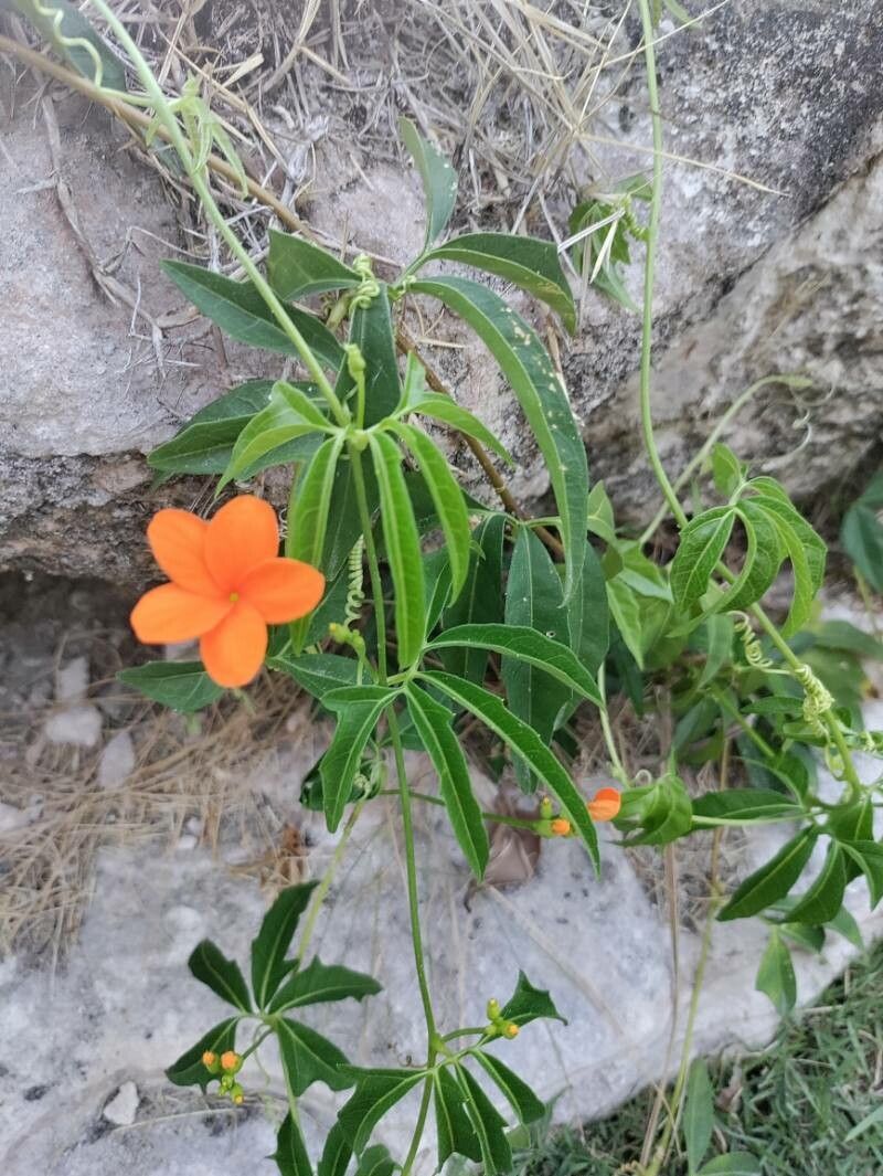 Psiguria pedata flower