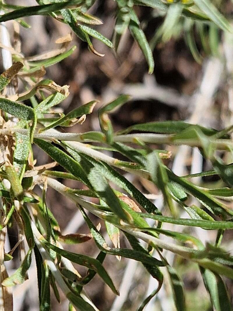 Euthamia gymnospermoides leaf