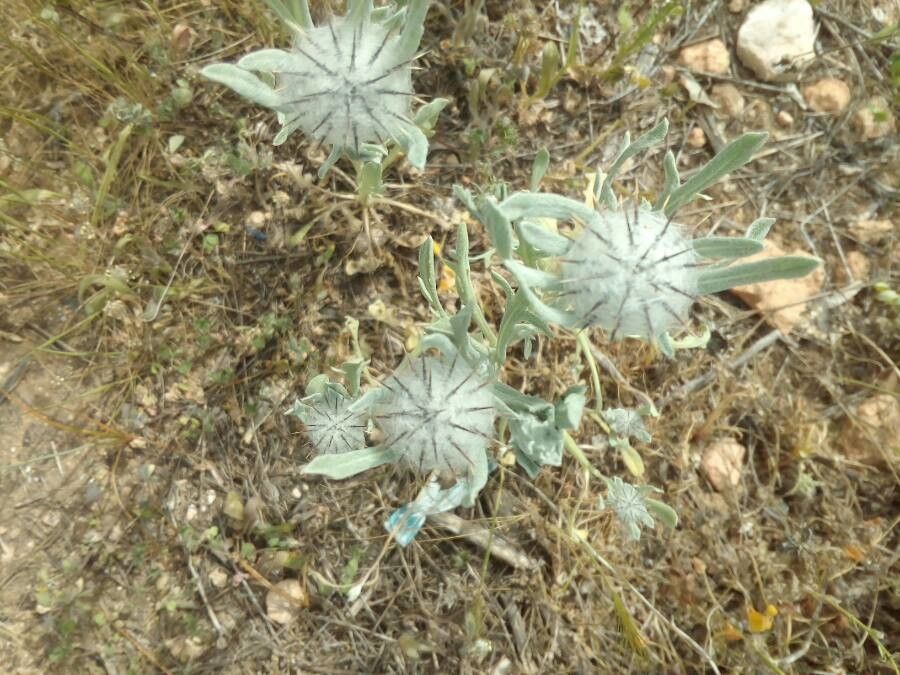 Centaurea eriophora flower