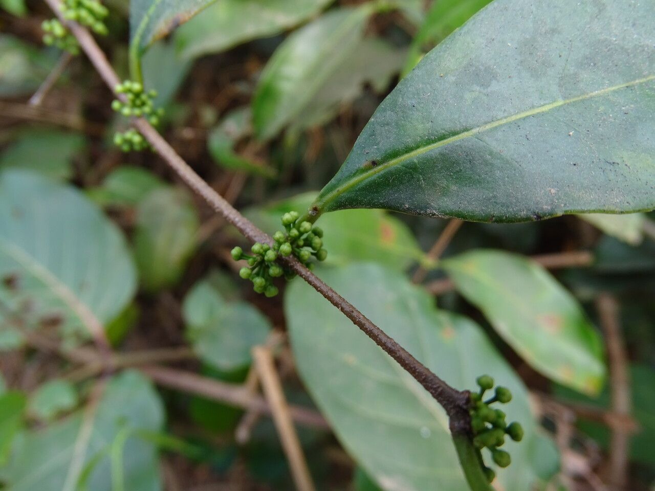 Salacia senegalensis fruit