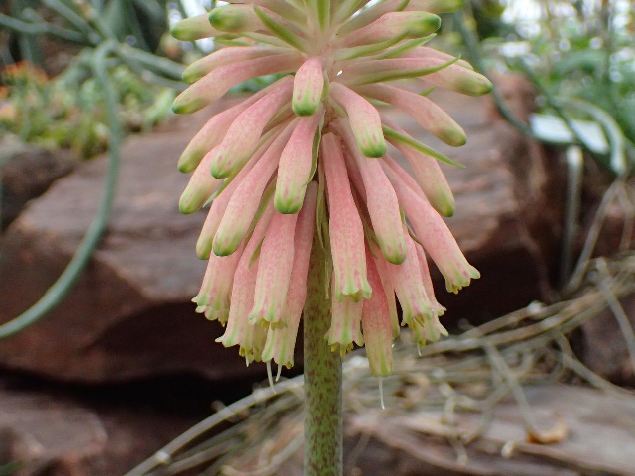 Veltheimia bracteata flower