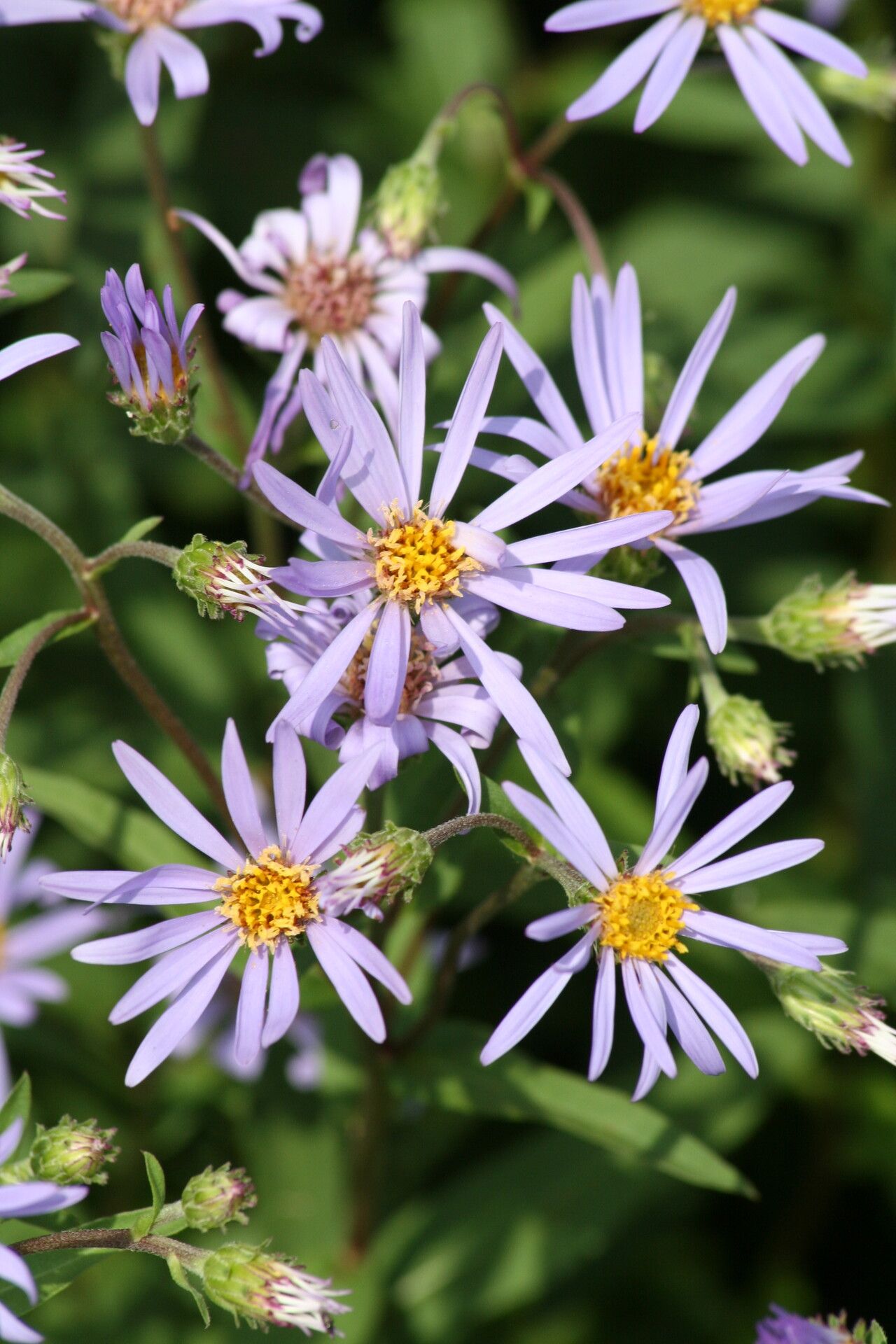 Eurybia spectabilis — search result for 'Eurybia'