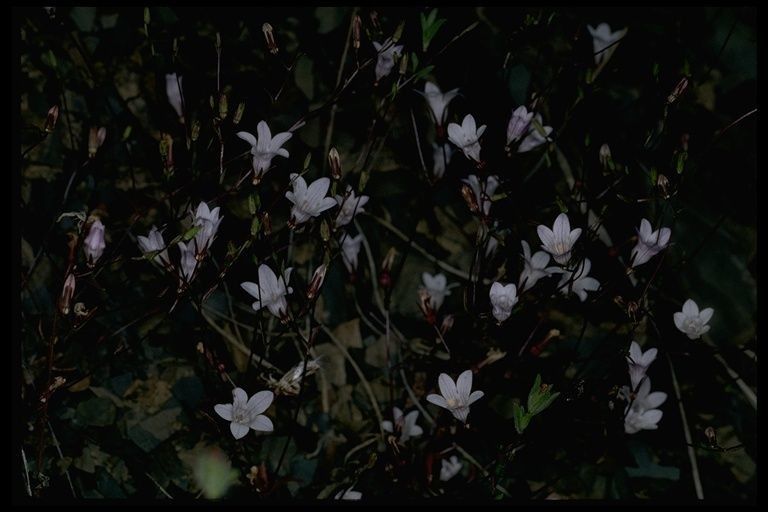 Campanula exigua habit