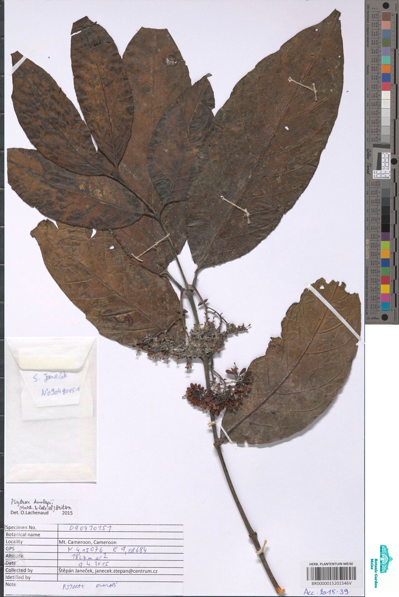 Psydrax bridsonianus — houseplant care guide