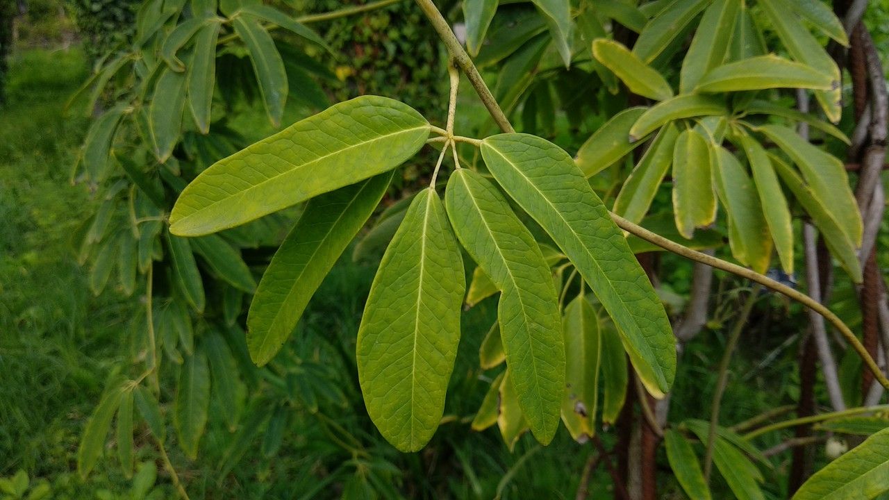 Holboellia latifolia — houseplant care guide