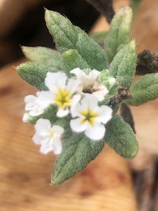 Heliotropium crispum flower