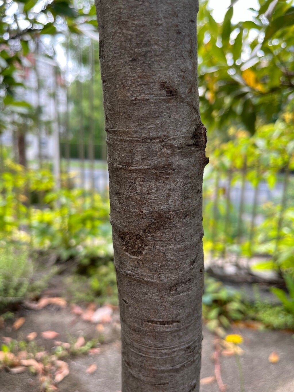 Heberdenia excelsa bark