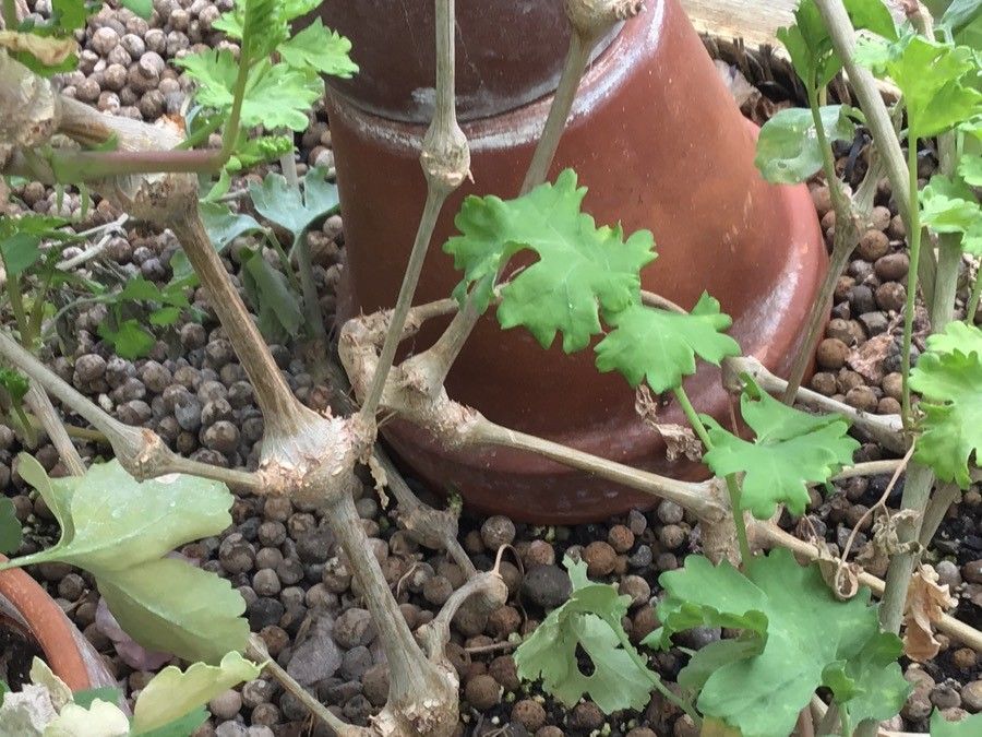 Pelargonium gibbosum bark
