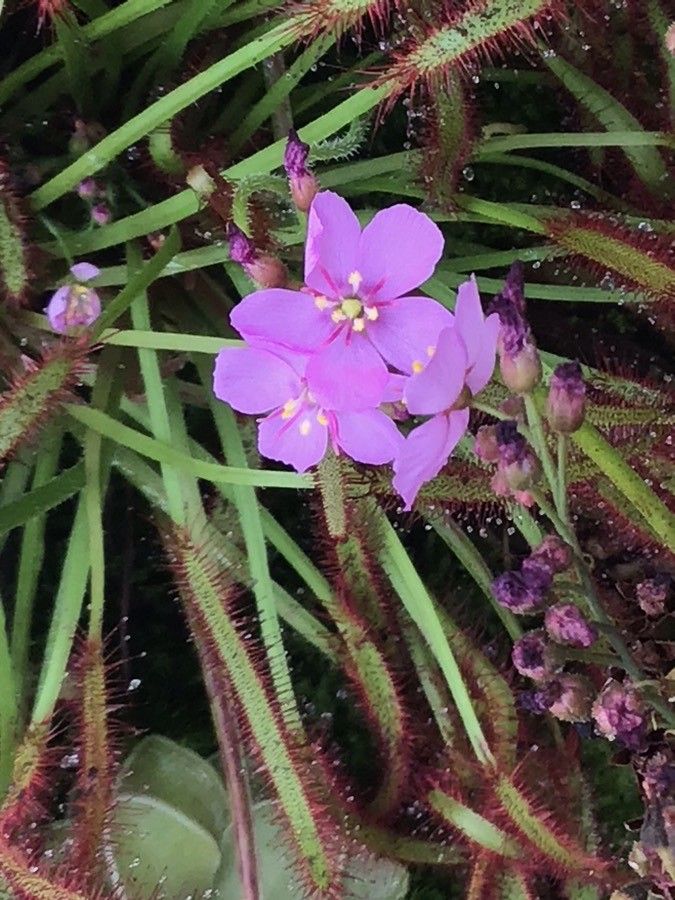 Drosera capensis flower