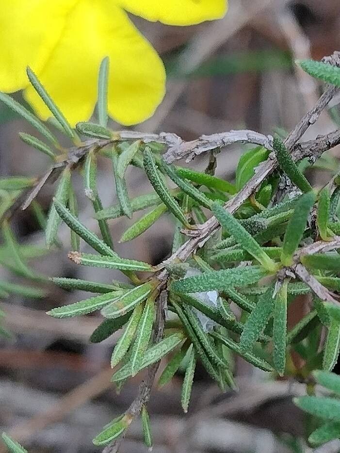 Hibbertia cistiflora leaf