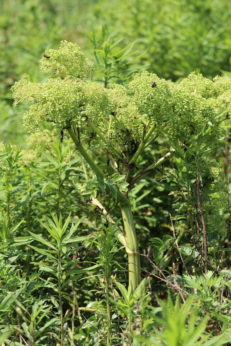 Angelica japonica flower