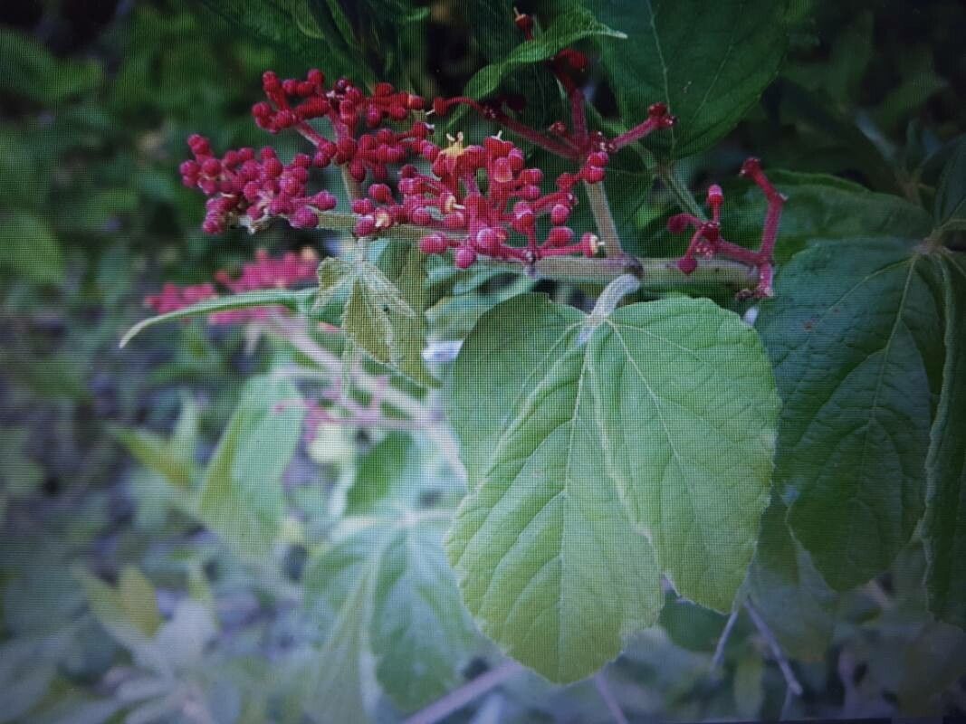 Cissus microcarpa flower