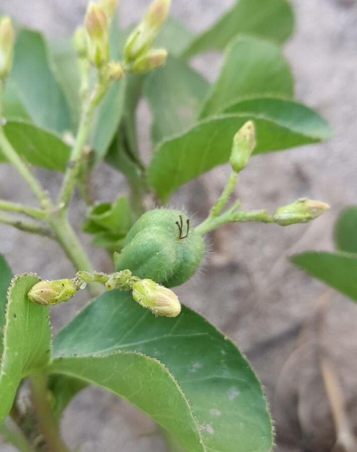 Jatropha peiranoi fruit
